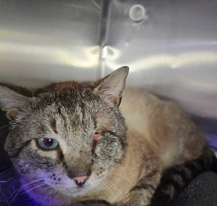 Photo of Dewey