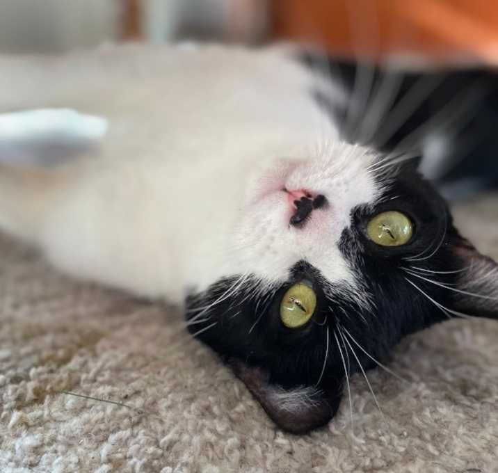 Photo of Penelope