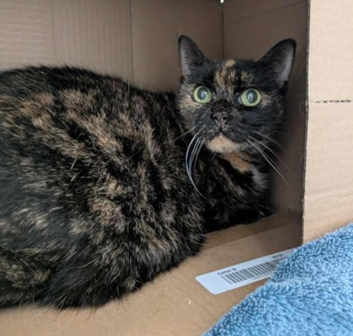 Photo of Ophelia