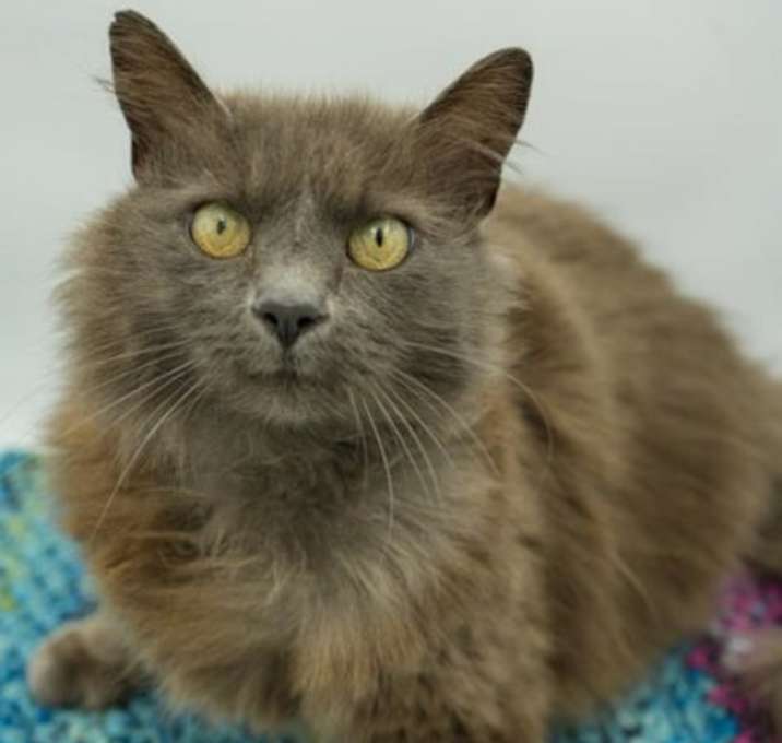 Photo of Sheba