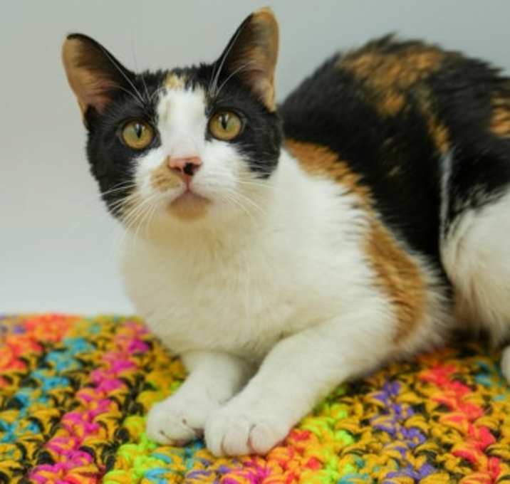 Photo of Tinker