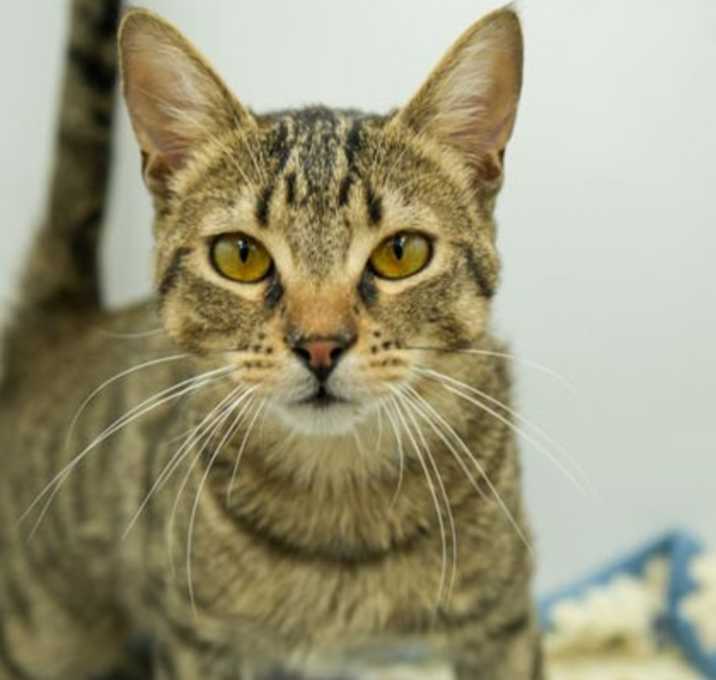 Photo of Jerry (Bonded w Tom)
