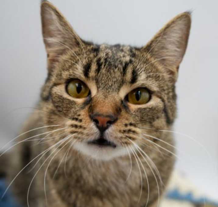 Photo of Tom~ (Bonded w/Jerry)