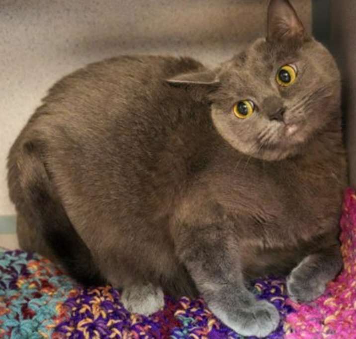 Photo of Bluebell