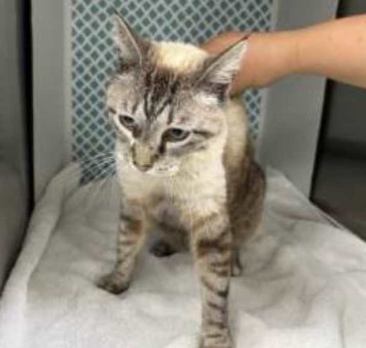 Photo of Sally (Cocoa)