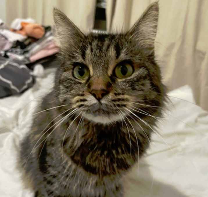 Photo of Whisker