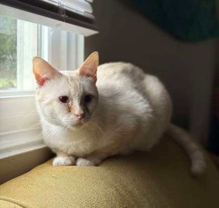 Photo of Sherbert