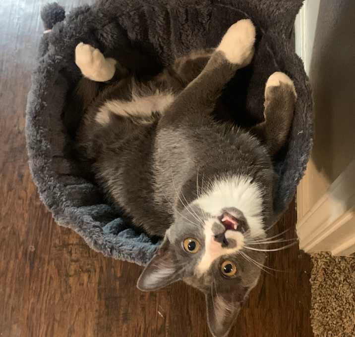 Photo of Curly