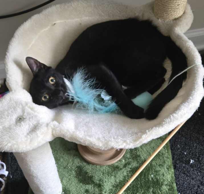 Photo of Sheba