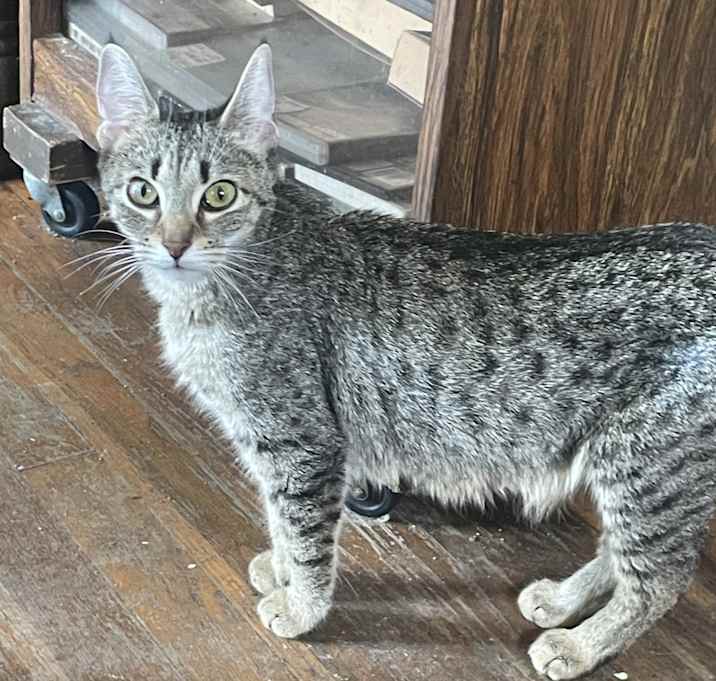 Photo of Shadow