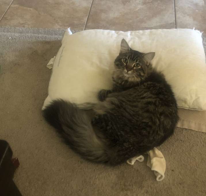 Photo of Trixie