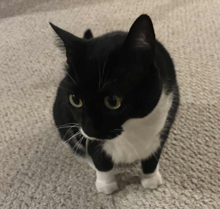 Photo of Oreo