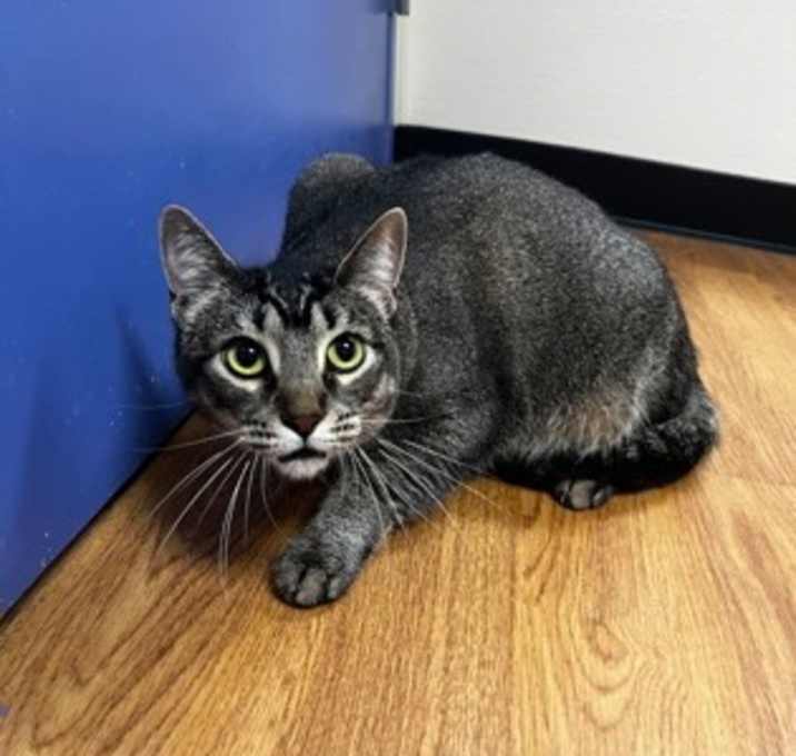 Photo of Tabby Catt