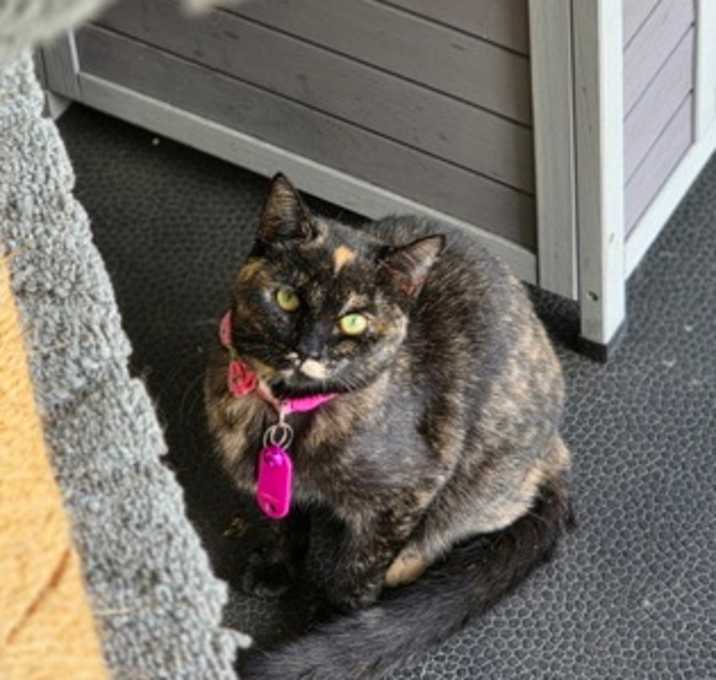 Photo of Lynx