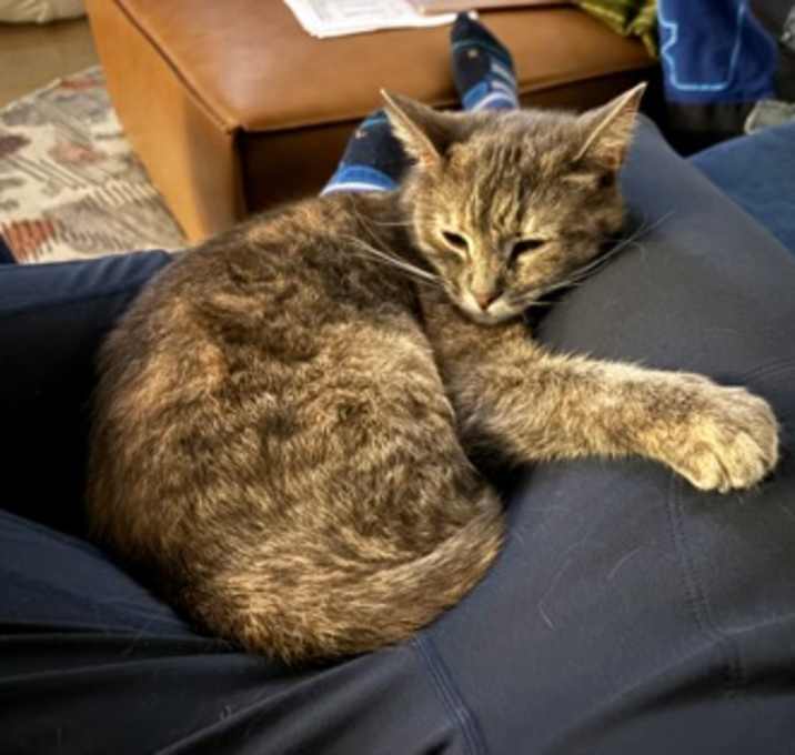 Photo of Plum