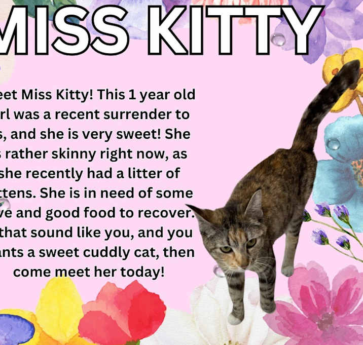 Photo of Miss Kitty