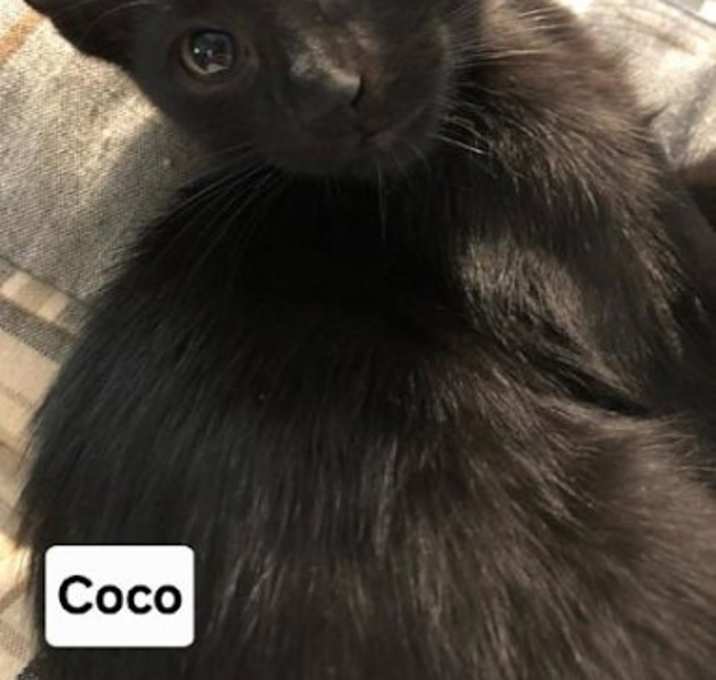 Photo of Coco