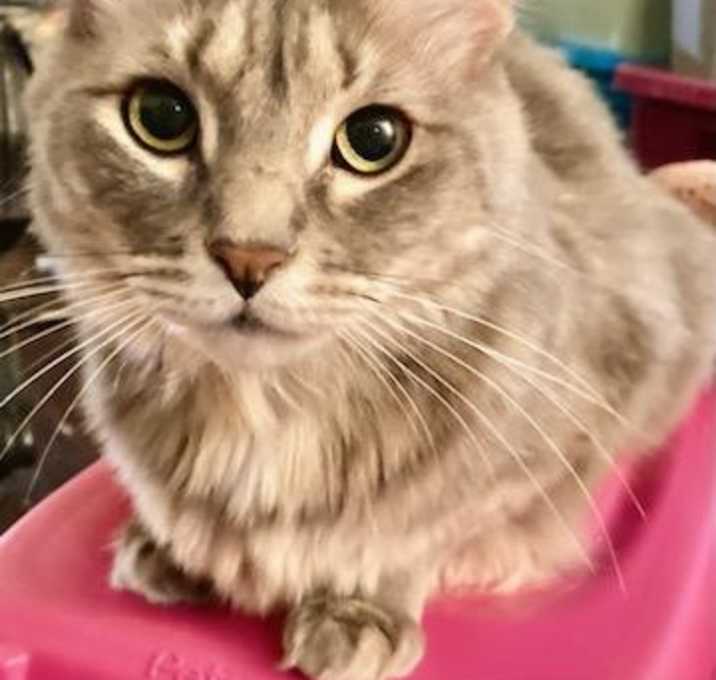Photo of Chanel