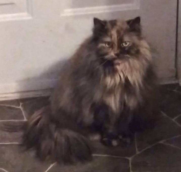Photo of Cookie