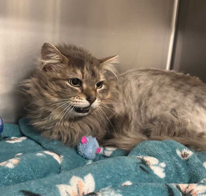 Photo of Silver