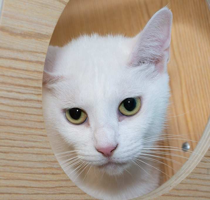Photo of Angel