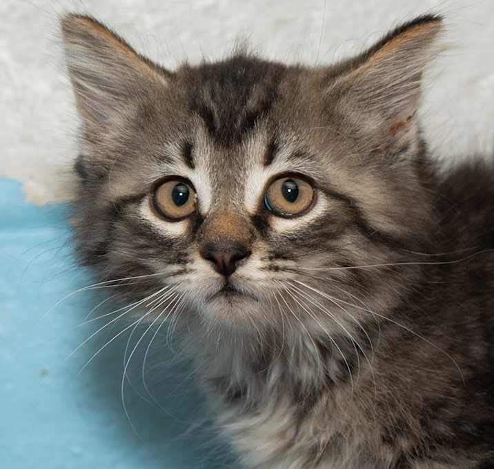 Photo of Sparkler