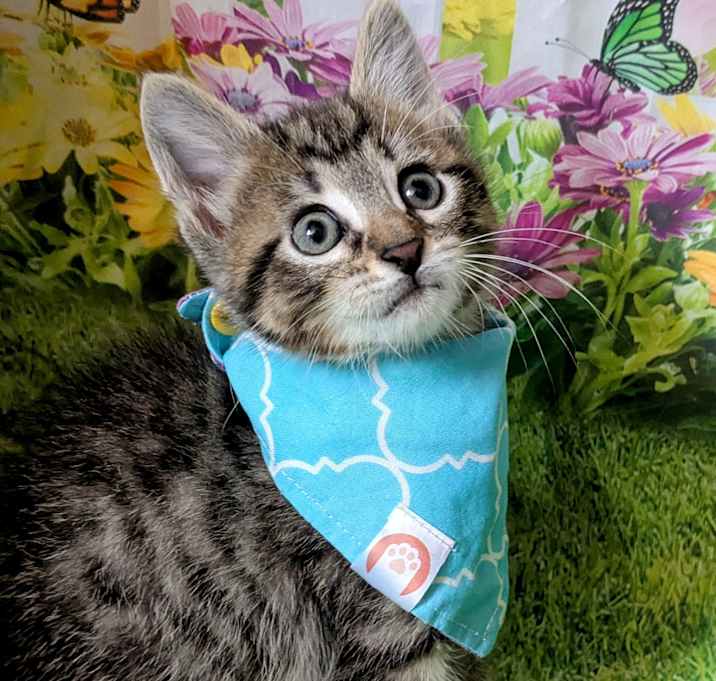 Photo of Blueberry