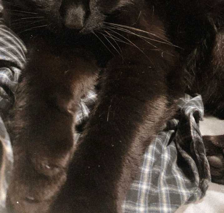 Photo of Enzo