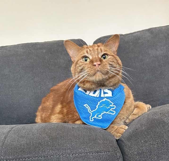 Photo of Cheeto