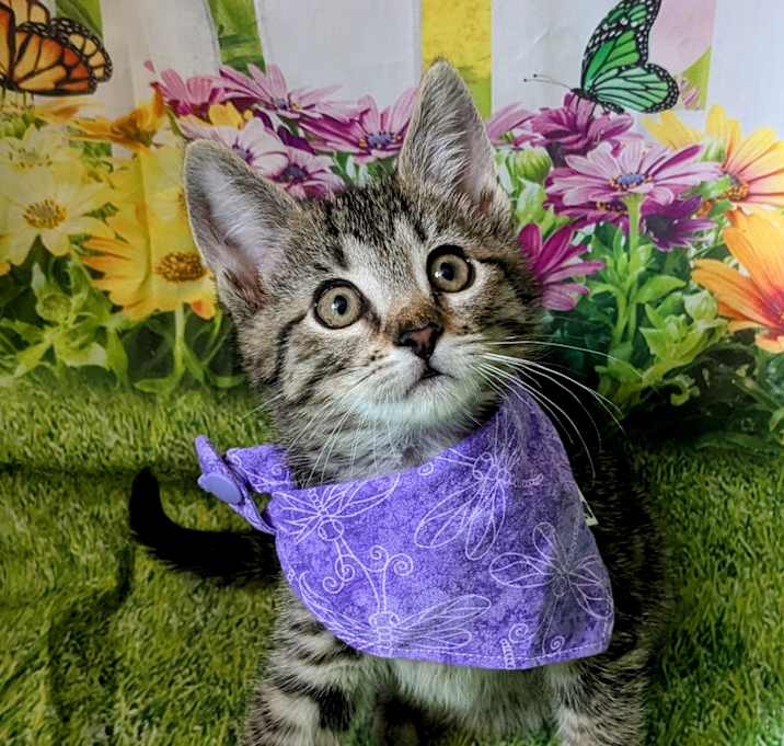 Photo of Muffin