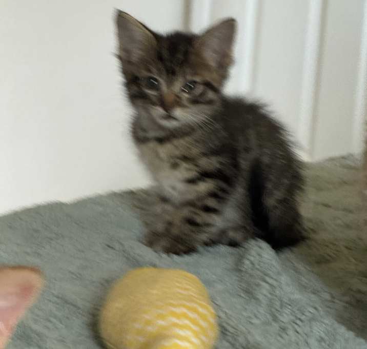 Photo of Sapphire