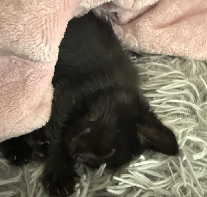 Photo of Emerald