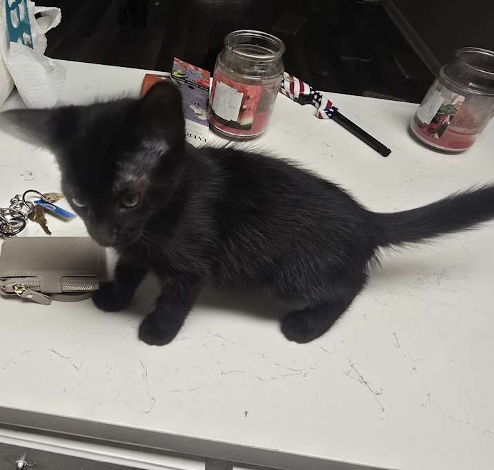 Photo of 2 month old Cuddle Buddy
