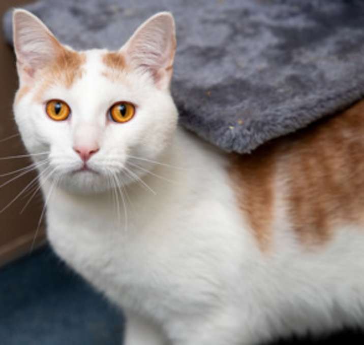 Photo of Cashmere
