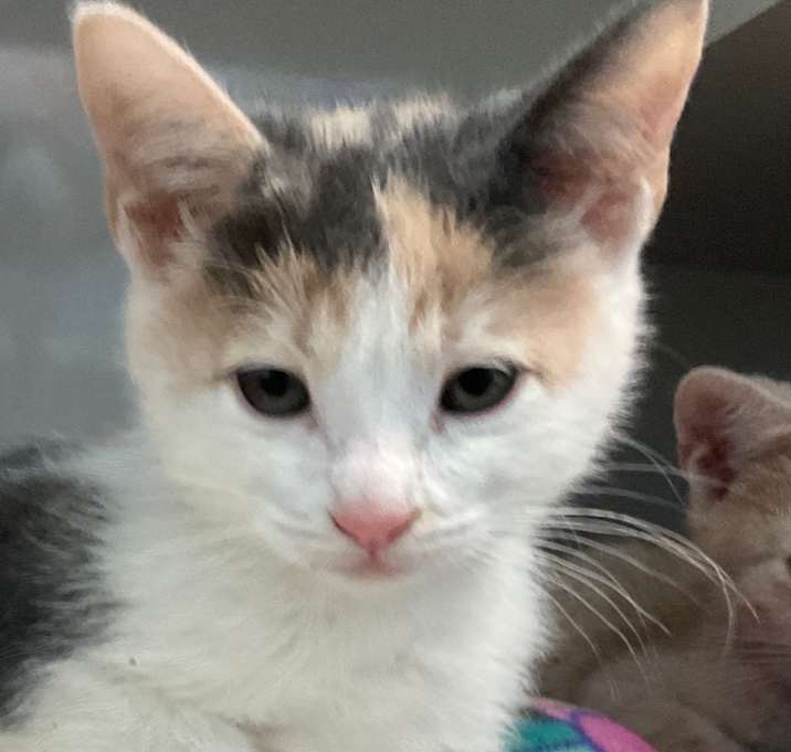 Photo of Callie