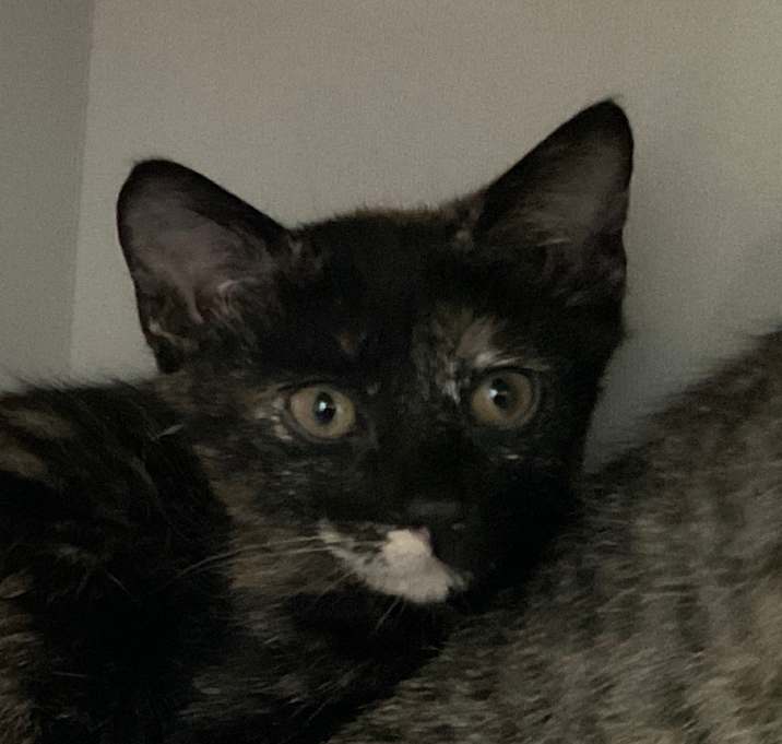 Photo of Millie