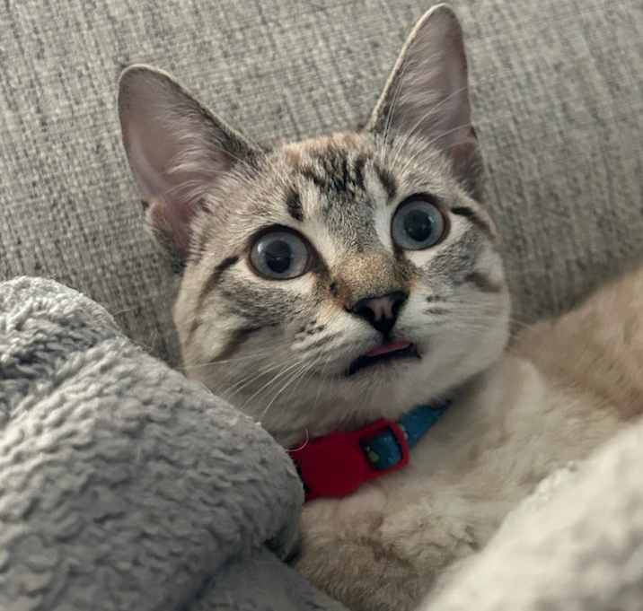 Photo of Willow