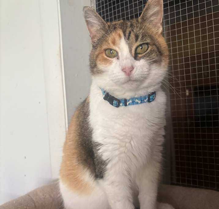 Photo of Mittens 9C25