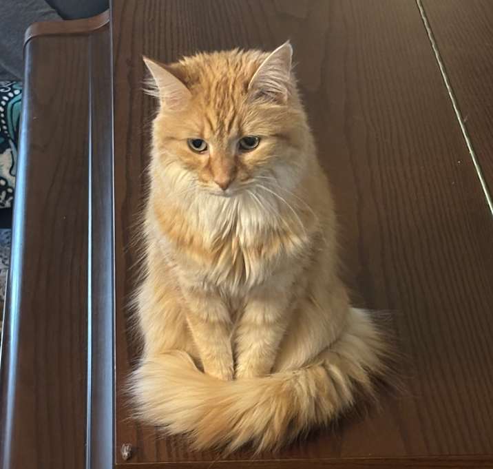 Photo of Kitty (Bonded Pair)