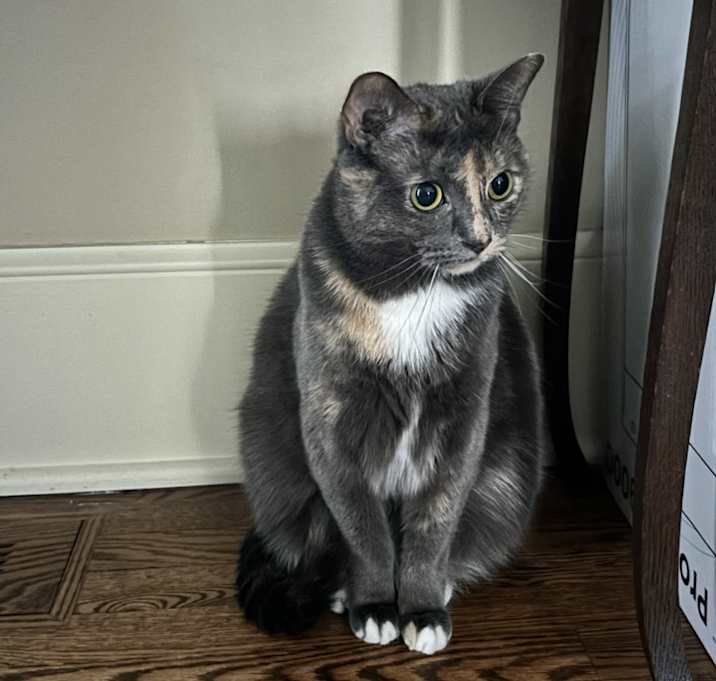 Photo of Blue (Bonded pair)