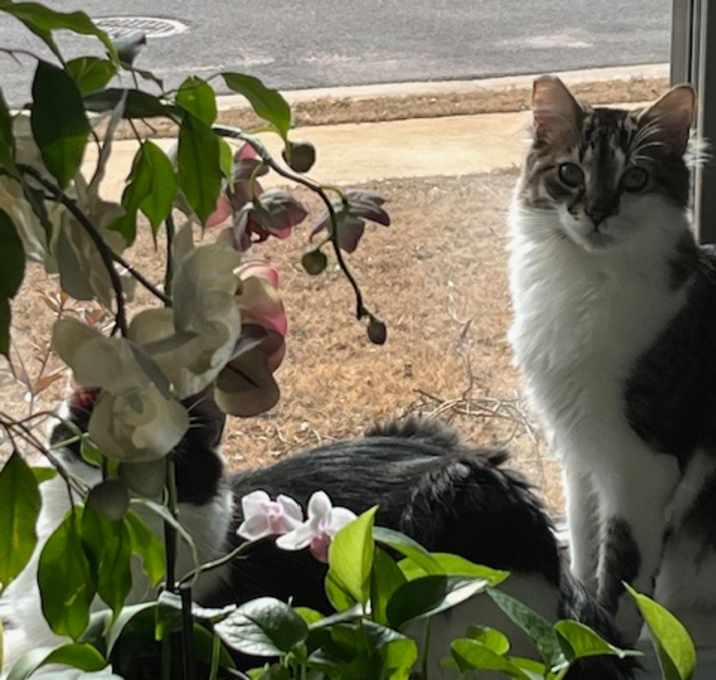 Photo of Sugar  Bear