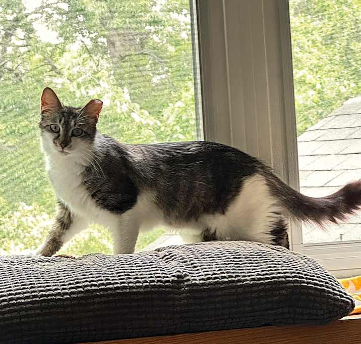 Photo of Sassy