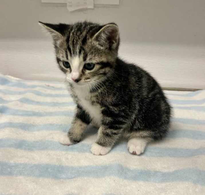 Photo of Smokey