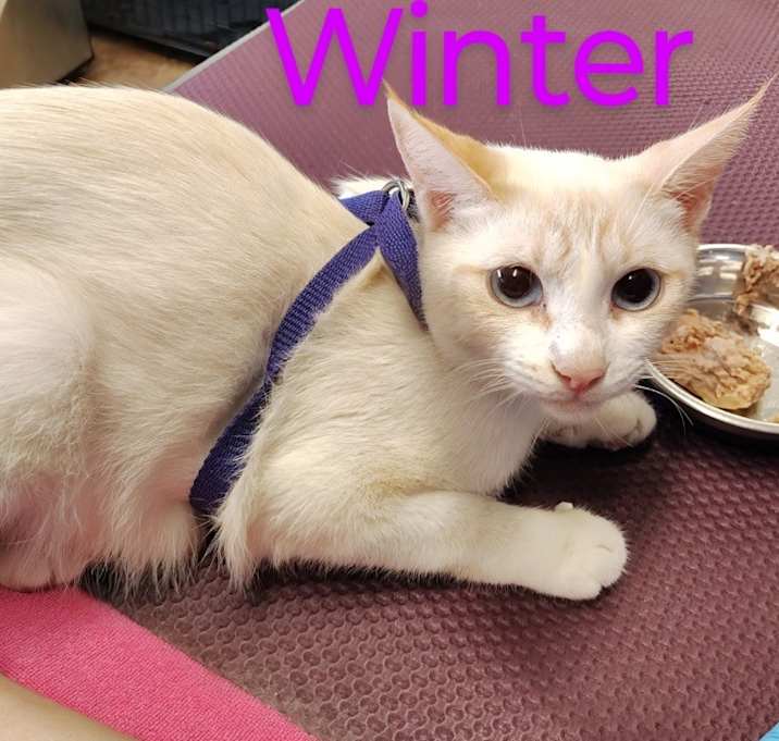 Photo of Winter