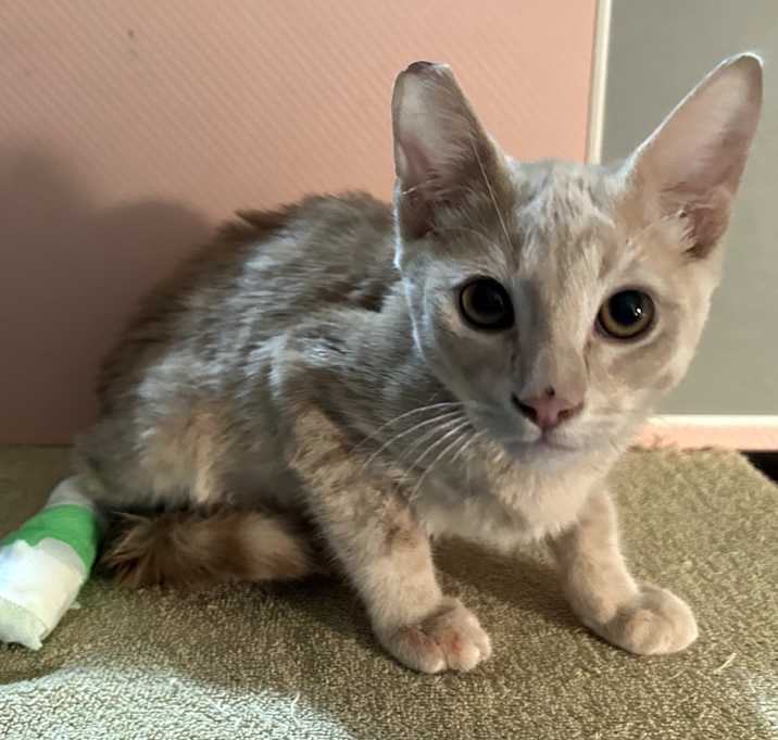 Photo of Leg Bandit