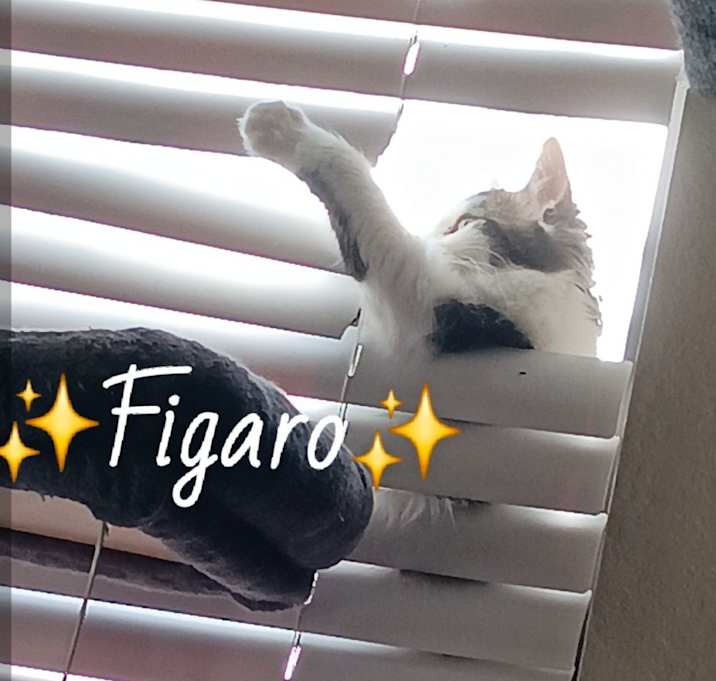 Photo of Figaro