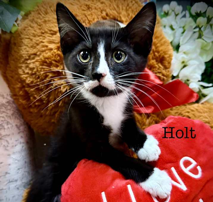 Photo of Holt