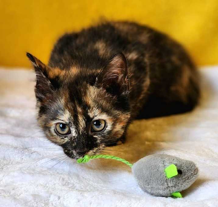 Photo of Coconut Berry