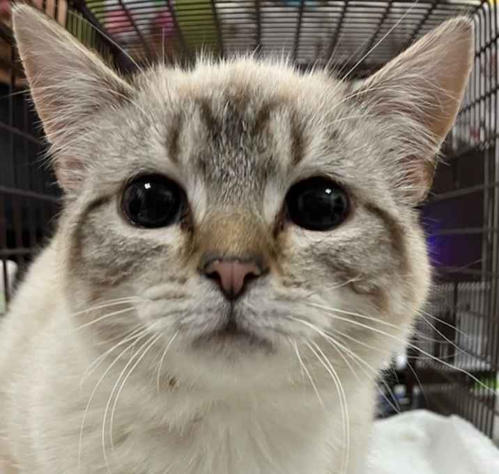 Photo of Hermes