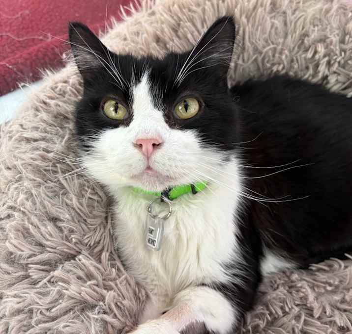 Photo of Franky Meownez